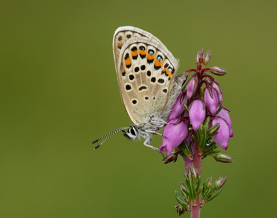 Silver-studded Blue Plebejus argus