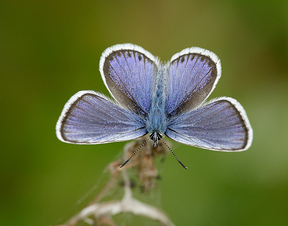 Silver-studded Blue Plebejus argus