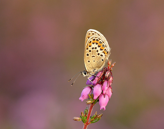 Silver-studded Blue Plebejus argus