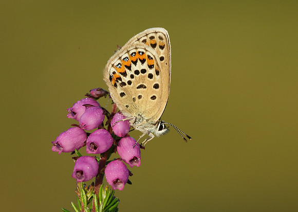 Silver-studded Blue Plebejus argus