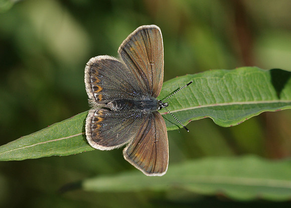Silver-studded Blue Plebejus argus