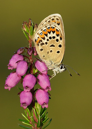Silver-studded Blue Plebejus argus
