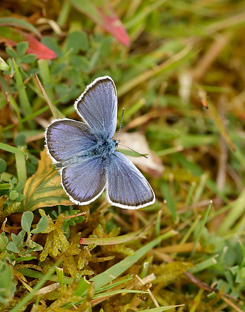 Silver-studded Blue Plebejus argus