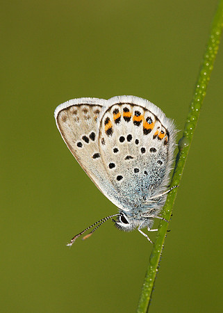 Silver-studded Blue Plebejus argus