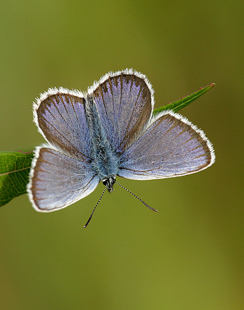 Silver-studded Blue Plebejus argus