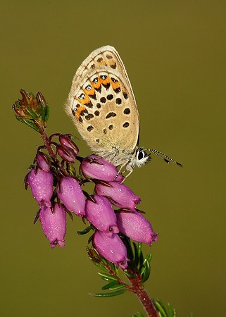 Silver-studded Blue Plebejus argus