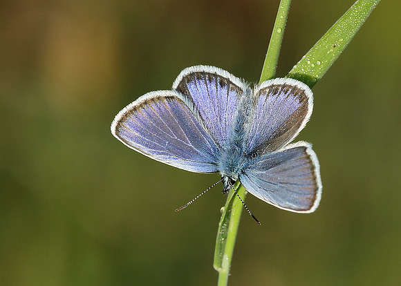 Silver-studded Blue Plebejus argus