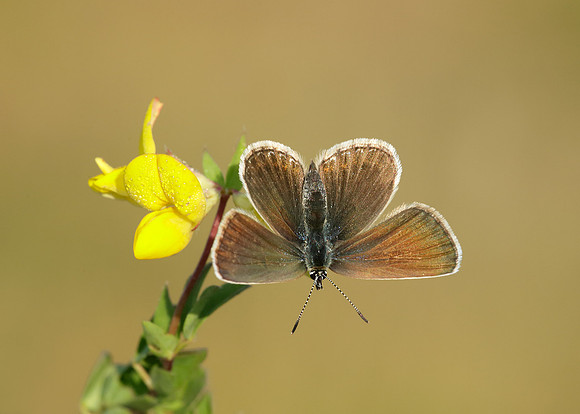 Silver-studded Blue Plebejus argus