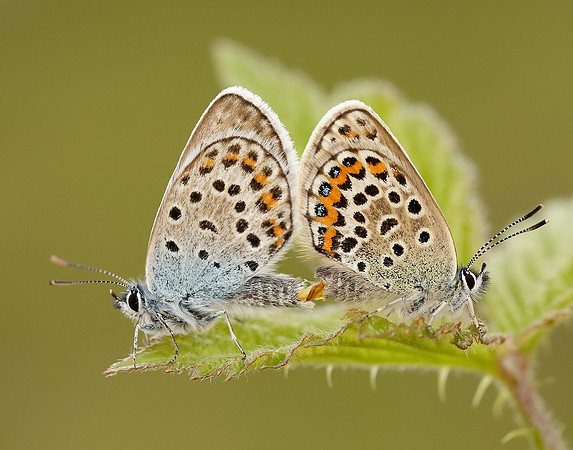 Silver-studded Blue Plebejus argus