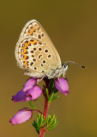 Silver-studded Blue Plebejus argus