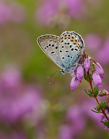 Silver-studded Blue Plebejus argus