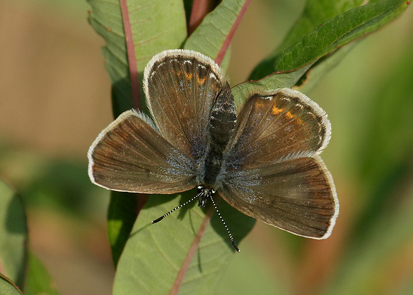 Silver-studded Blue Plebejus argus