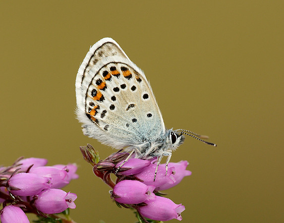 Silver-studded Blue Plebejus argus