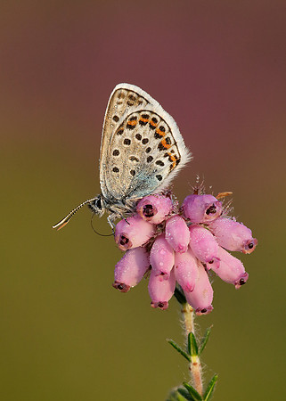 Silver-studded Blue Plebejus argus