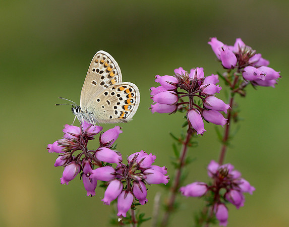 Silver-studded Blue Plebejus argus