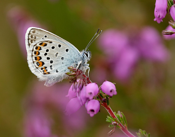 Silver-studded Blue Plebejus argus