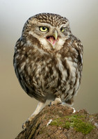 Little Owl Athene noctua