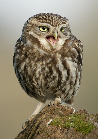 Little Owl Athene noctua