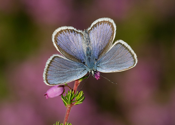 Silver-studded Blue Plebejus argus