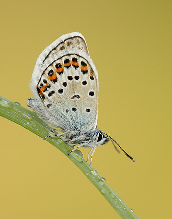 Silver-studded Blue Plebejus argus