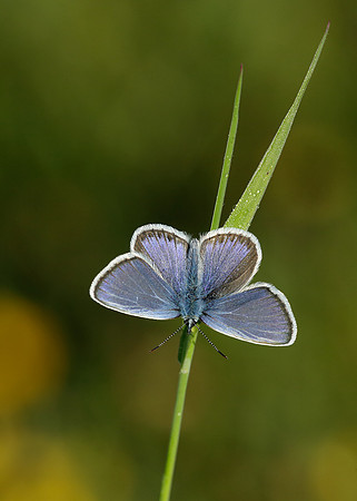 Silver-studded Blue Plebejus argus