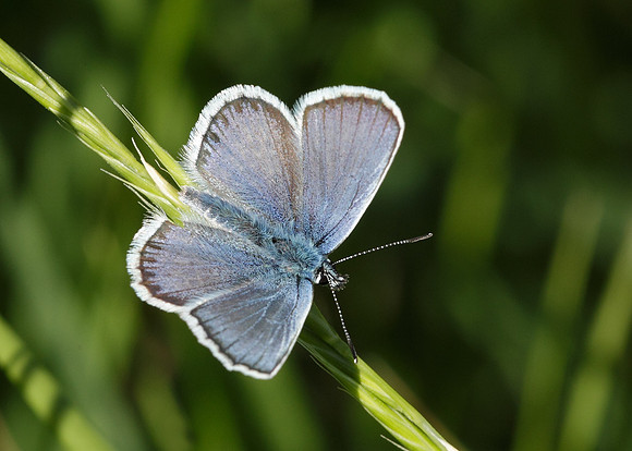 Silver-studded Blue Plebejus argus