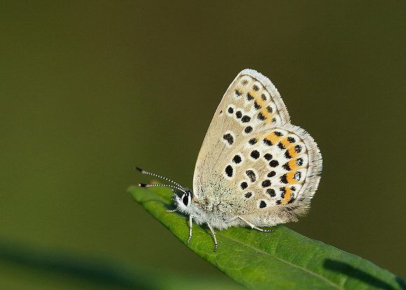 Silver-studded Blue Plebejus argus