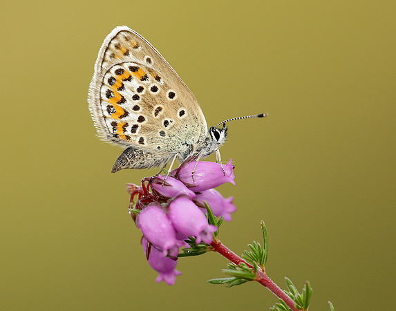 Silver-studded Blue Plebejus argus