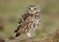 Little Owl Athene noctua