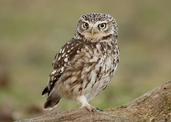 Little Owl Athene noctua