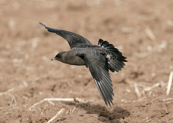 Long-tailed Skua Stercorarius longicaudus