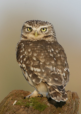 Little Owl Athene noctua