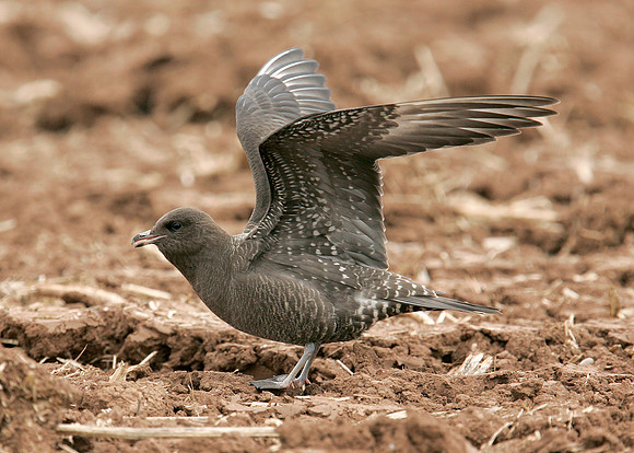 Long-tailed Skua Stercorarius longicaudus