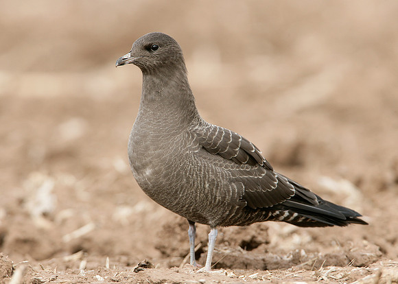 Long-tailed Skua Stercorarius longicaudus