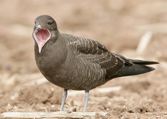Long-tailed Skua Stercorarius longicaudus