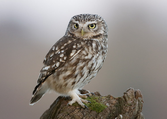 Little Owl Athene noctua