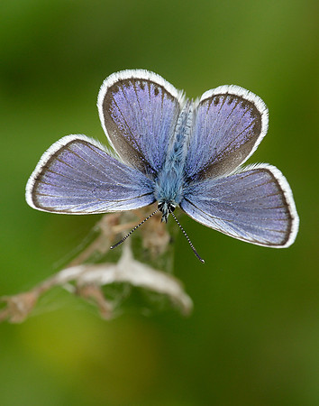 Silver-studded Blue Plebejus argus