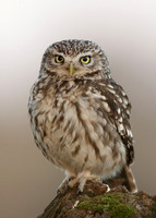 Little Owl Athene noctua