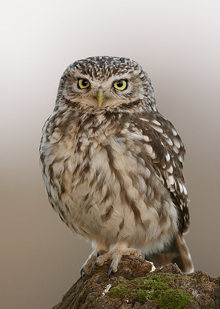 Little Owl Athene noctua