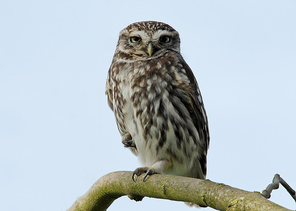 Little Owl Athene noctua