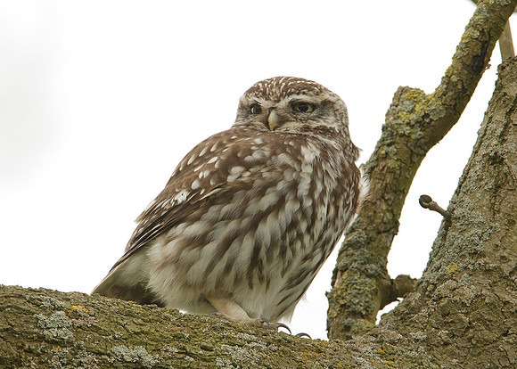 Little Owl Athene noctua