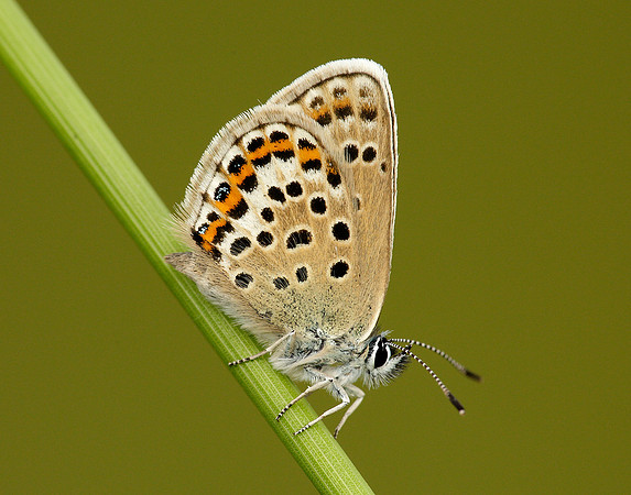 Silver-studded Blue Plebejus argus