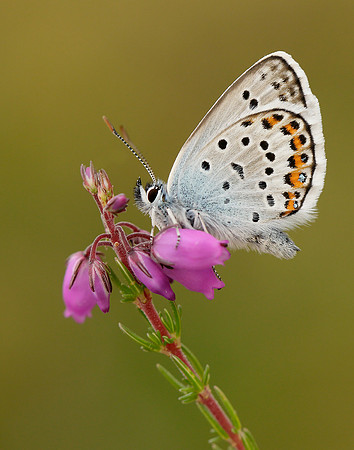 Silver-studded Blue Plebejus argus