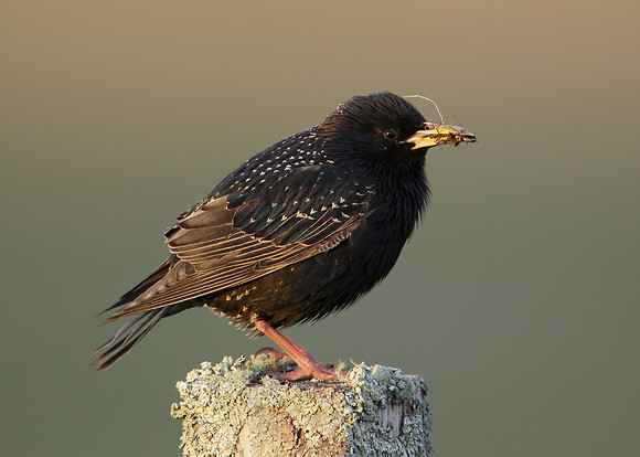 Starling Sturnus vulgaris