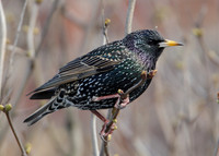 Starling Sturnus vulgaris