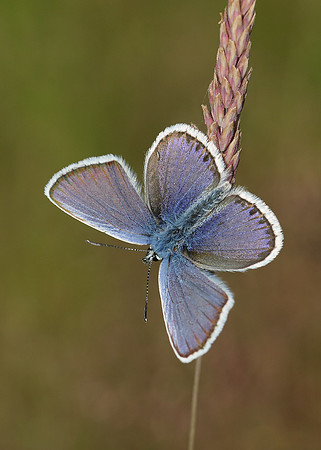 Silver-studded Blue Plebejus argus