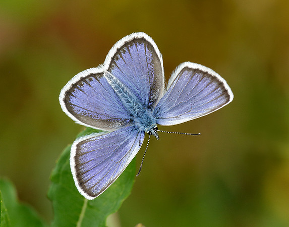 Silver-studded Blue Plebejus argus