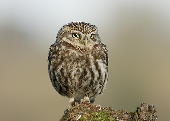 Little Owl Athene noctua