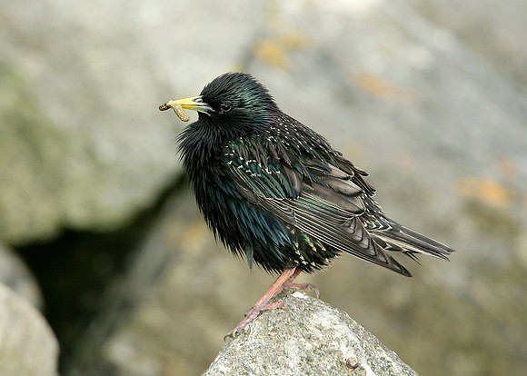 Starling Sturnus vulgaris