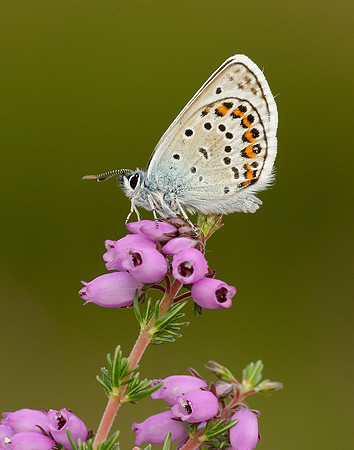 Silver-studded Blue Plebejus argus